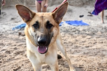 German Shepherd Beach