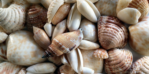 Amas de coquillages divers