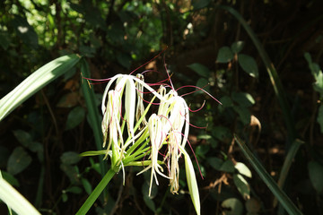 Crinum viviparum (River Crinum Lily)  IUCN Red List in India