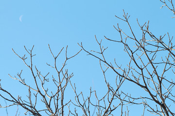 branches  in winter on blue sky background