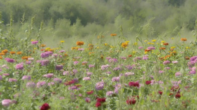 Colorful wildflowers in meadow swaying peacefully in the breeze