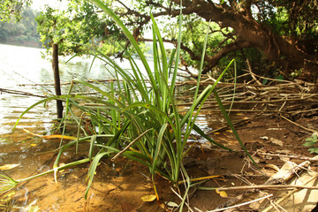 Crinum viviparum (River Crinum Lily)  IUCN Red List in India