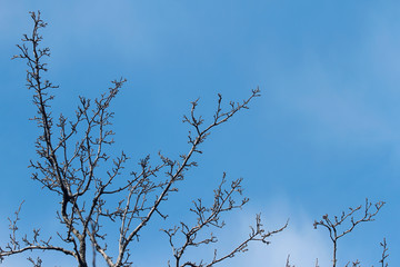 branches  in winter on blue sky background