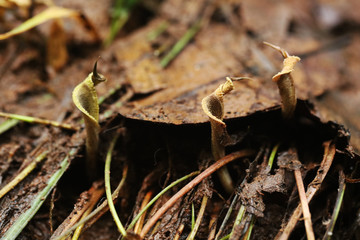 Cryptocoryne sivadasanii Flowers of India