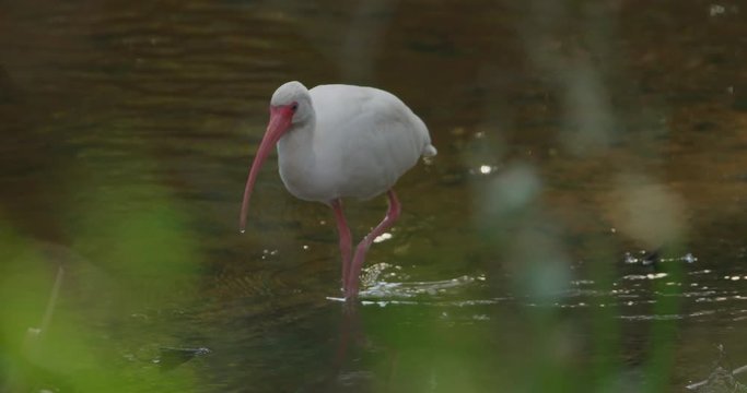 White Ibis walking in shallow creek