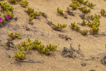 Close up of vegetation on dune of Namibe Desert. Africa. Angola.