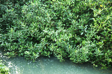 Sea holly Acanthus ilicifolius Ayurvedic Medicinal Plants