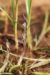 Cryptocoryne retrospiralis