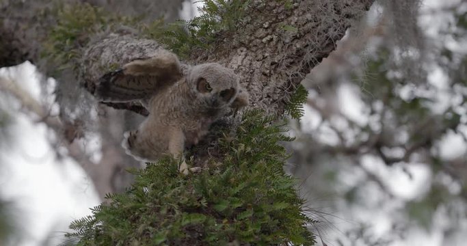 Young Great Horned Owl on the trunk of a tree.