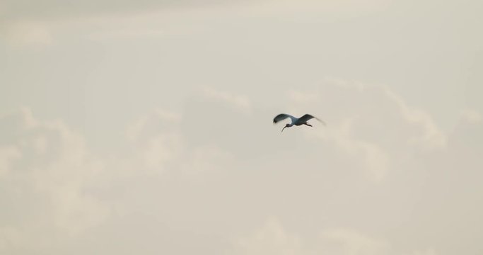 Ibis flying at sunset in slow motion.