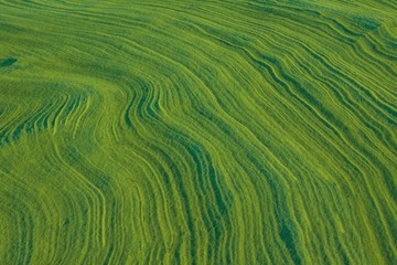 Green landscape, field.