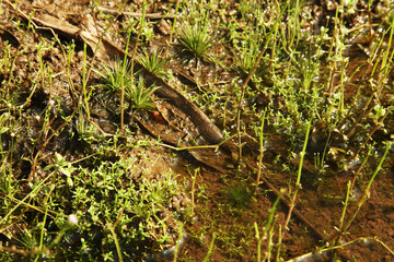 Eriocaulon water scapes