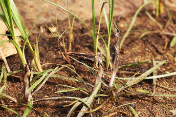 Cryptocoryne retrospiralis