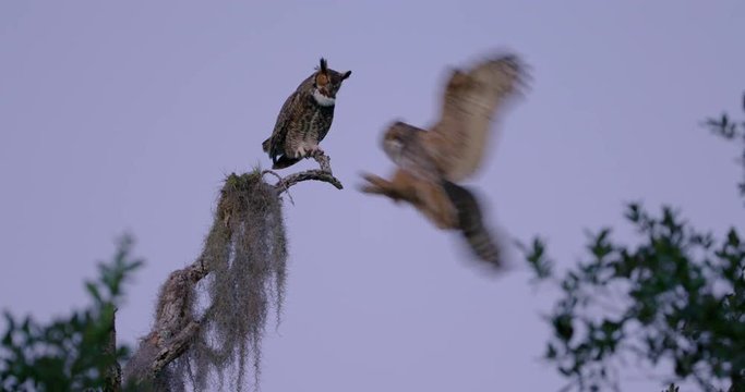 Great Horned Owl sitting on limb at dusk - a female adult owl flies in and joins him