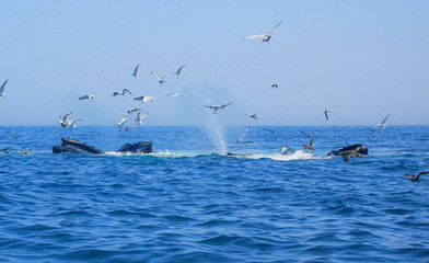 Naklejka premium Humpback Whales, Atlantic Ocean, Cape Cod, Ocean Life, Fish, Birds, Seagulls, Whale Tails, Whale Tales, Amazing, Adventure