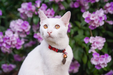 portrait of a white cat with flower background