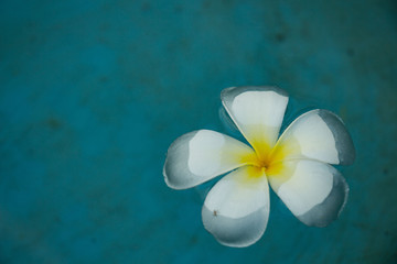 Plumeria flowers on the water surface