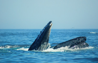 Humpback Whales, Atlantic Ocean, Cape Cod, Ocean Life, Fish, Birds, Seagulls, Whale Tails, Whale Tales, Amazing, Adventure