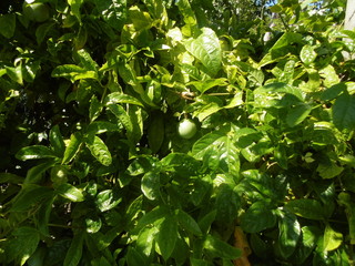 the beauty of nature