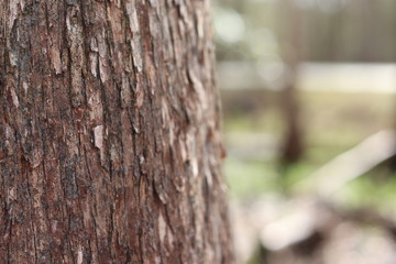 Tree in Focus