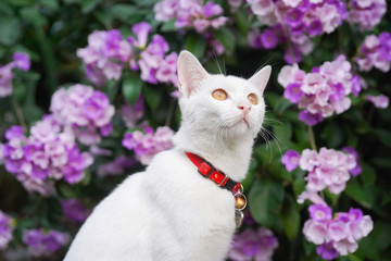 portrait of a white cat with flower background