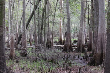 Obraz premium Cypress Wods