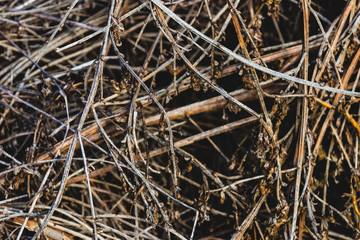 Close up pile of dry wooden twigs