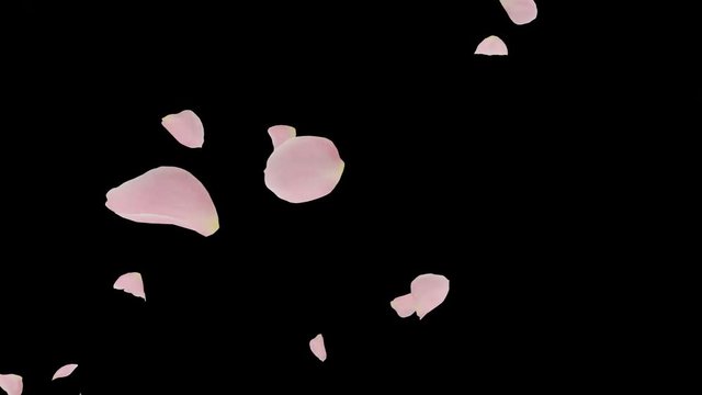 Rose petals Pink fluttering