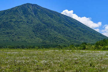 Fototapeta premium 初夏の戦場ヶ原と男体山