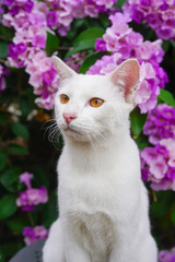 portrait of a white cat on flower background 