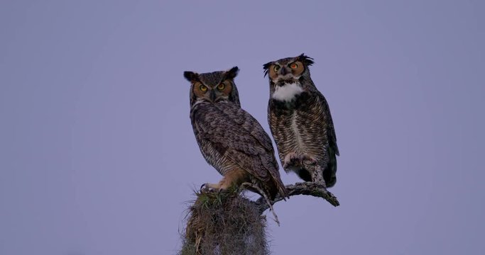 Rare shot of two Great Horned Owls sitting together on a limb at dusk. Male and female mating couple.