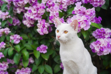 portrait of a white cat on flower background 