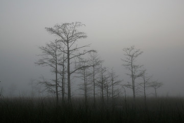 Foggy sunrise in the Dwarf Cypress Forest in Everglades national Park, Florida.