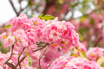 Pink flower and tree branch blur nature background