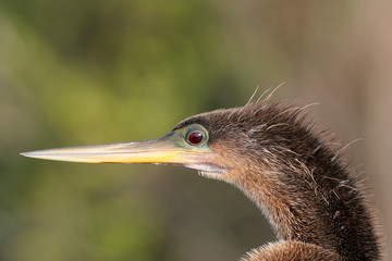 Closeup portrait of an Anhinga, Anhinga anhinga, in Everglades National Park Florida