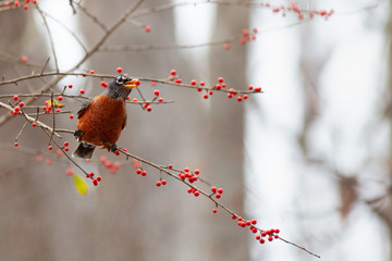 American Robin in Winter