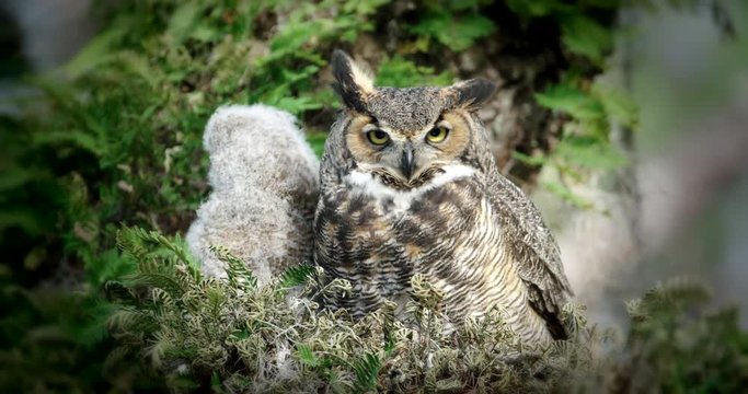 Great Horned Owls. Mother and young fluffy baby looking alertly at the camera.