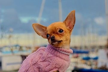 Chihuahua