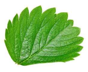 Obraz premium Strawberry leaf isolated on white