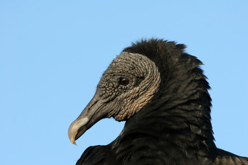 Closeup portrait of a Black Vulture, Coragyps atratus, in Everglades National Park, Florida.