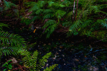 Nature with fern leaves and a small creek.