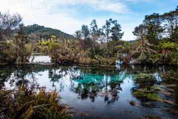 Fototapeta na wymiar Beautiful natural Waikoropupu springs. Takaka, New Zealand.