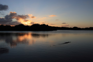 American Alligator, Alligator mississippiensis, in Paurotus Pond in Everglades National Park, Florida, at sunset