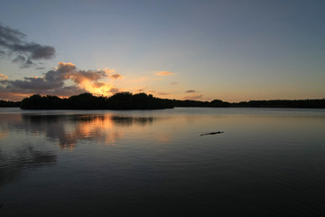 American Alligator, Alligator mississippiensis, in Paurotus Pond in Everglades National Park, Florida, at sunset