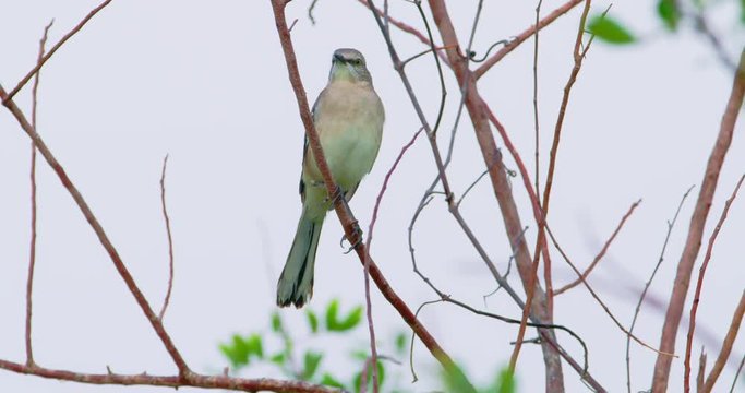 Nice bird perched on a tree