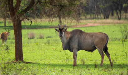 kudu in forest