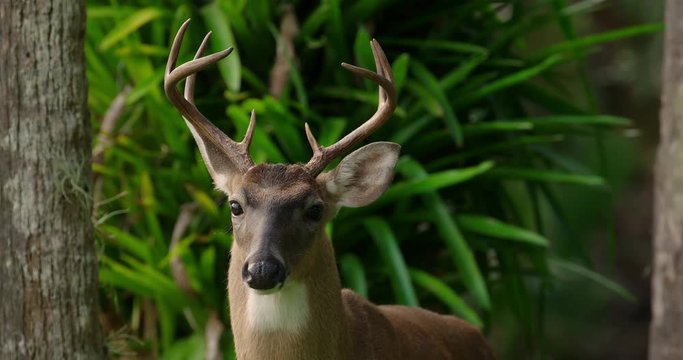 Buck Deer looking at the camera in a Florida forest with nice rack of antlers