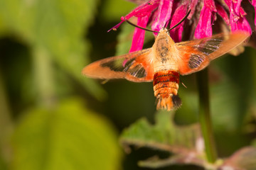 Hummingbird moth visiting a red bergamot flower in Connecticut.