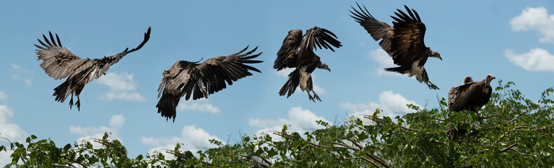 Sequence of vulture landing on a tree