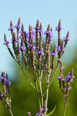 Flowers of blue vervain in a swamp in Connecticut.